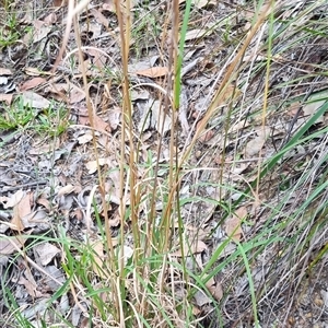 Andropogon virginicus by MazzV