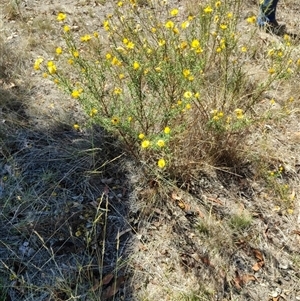 Xerochrysum viscosum (Sticky Everlasting) at Crowther, NSW - 8 Mar 2025 by GJSmall