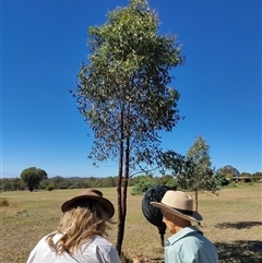 Eucalyptus (genus) at Crowther, NSW - 8 Mar 2025 11:24 AM