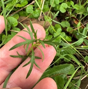 Haloragis heterophylla at Kangaroo Valley, NSW - suppressed