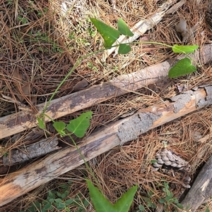 Araujia sericifera (Moth Plant) at Isaacs, ACT - 8 Mar 2025 by Mike