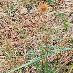 Acaena novae-zelandiae (Bidgee Widgee) at Isaacs, ACT - 8 Mar 2025 by Mike