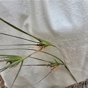 Themeda triandra (Kangaroo Grass) at Isaacs, ACT - 8 Mar 2025 by Mike