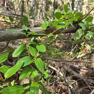 Lonicera japonica (Japanese Honeysuckle) at Isaacs, ACT - 8 Mar 2025 by Mike