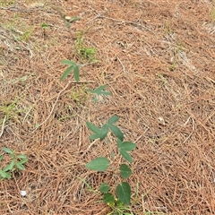 Passiflora caerulea at Isaacs, ACT - 8 Mar 2025 11:32 AM