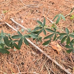 Passiflora caerulea at Isaacs, ACT - 8 Mar 2025 11:32 AM