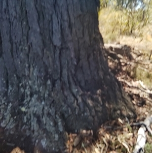 Unidentified Gum Tree at Ghan, NT - 8 Mar 2025 by Mcgrata