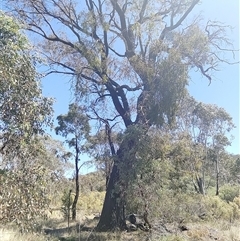 Eucalyptus (genus) at Ghan, NT - 8 Mar 2025 12:30 PM
