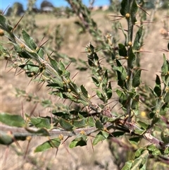Acacia paradoxa at Crowther, NSW - 8 Mar 2025 12:49 PM
