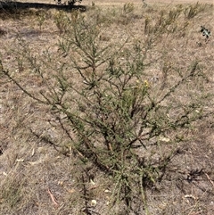 Acacia paradoxa at Crowther, NSW - 8 Mar 2025 12:49 PM
