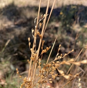 Juncus remotiflorus (Diffuse Rush) at Crowther, NSW - 8 Mar 2025 by Kooragindi