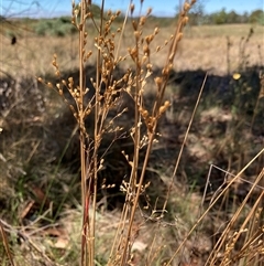 Juncus remotiflorus at Crowther, NSW - 8 Mar 2025 12:50 PM