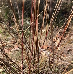Juncus remotiflorus at Crowther, NSW - 8 Mar 2025 12:50 PM