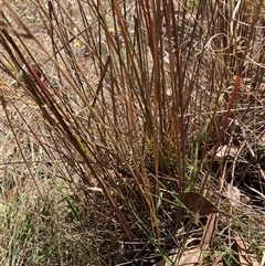 Juncus remotiflorus at Crowther, NSW - 8 Mar 2025 12:50 PM