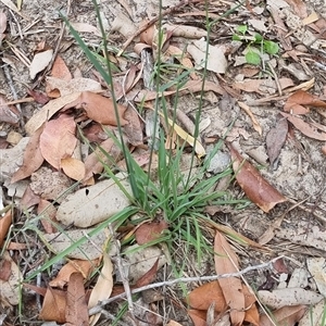 Dichelachne sp. at Copmanhurst, NSW - suppressed