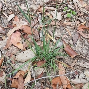 Dichelachne sp. (Plume Grasses) at Copmanhurst, NSW - 1 Nov 2024 by MazzV