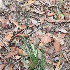 Dichelachne (genus) at Copmanhurst, NSW - suppressed