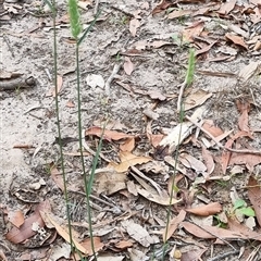 Dichelachne (genus) at Copmanhurst, NSW - suppressed