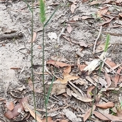 Dichelachne (genus) at Copmanhurst, NSW - suppressed
