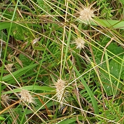 Echinopogon caespitosus (Tufted Hedgehog Grass) at Copmanhurst, NSW - 19 Dec 2024 by MazzV