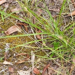 Echinopogon caespitosus at Copmanhurst, NSW - suppressed