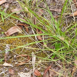Echinopogon caespitosus at Copmanhurst, NSW - suppressed
