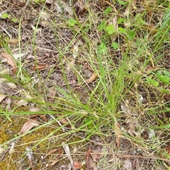Echinopogon caespitosus at Copmanhurst, NSW - suppressed