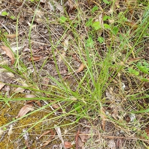 Echinopogon caespitosus at Copmanhurst, NSW - suppressed