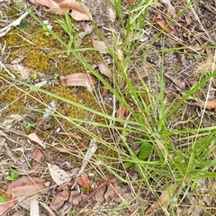 Echinopogon caespitosus at Copmanhurst, NSW - suppressed