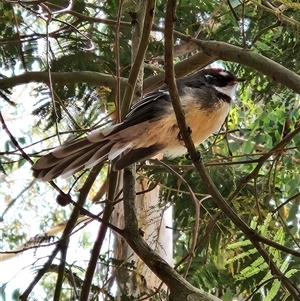 Rhipidura albiscapa (Grey Fantail) at Fyshwick, ACT - 8 Mar 2025 by Tawny4