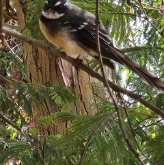 Rhipidura albiscapa at Fyshwick, ACT - 8 Mar 2025 11:49 AM