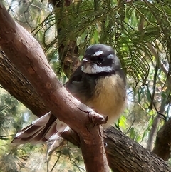 Rhipidura albiscapa at Fyshwick, ACT - 8 Mar 2025 11:49 AM