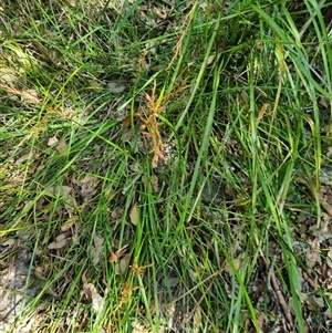 Lepidosperma sp. (A Sword Sedge) at Copmanhurst, NSW - 27 Dec 2024 by MazzV