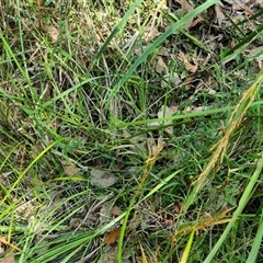Lepidosperma sp. at suppressed - suppressed