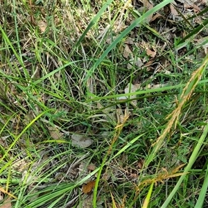 Lepidosperma sp. at suppressed - suppressed