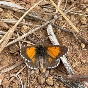 Lucia limbaria (Chequered Copper) at Cook, ACT - 7 Mar 2025 by LeahColebrook