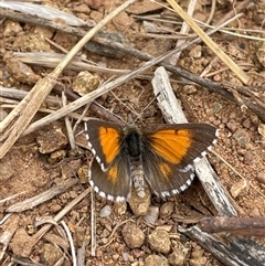 Lucia limbaria at Cook, ACT - 7 Mar 2025 11:58 AM