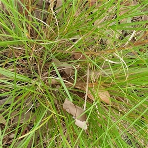 Themeda triandra at Copmanhurst, NSW - suppressed