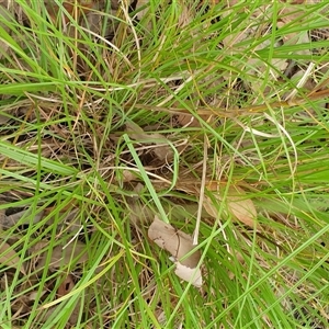 Themeda triandra at Copmanhurst, NSW - suppressed