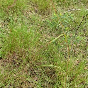 Themeda triandra at Copmanhurst, NSW - suppressed