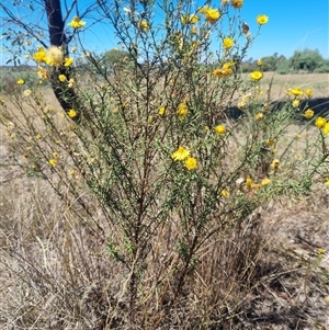 Xerochrysum viscosum (Sticky Everlasting) at Godfreys Creek, NSW - 8 Mar 2025 by Bronj