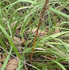 Lomandra longifolia (Spiny-headed Mat-rush, Honey Reed) at Copmanhurst, NSW - 10 Jan 2025 by MazzV