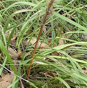 Lomandra longifolia at Copmanhurst, NSW - suppressed