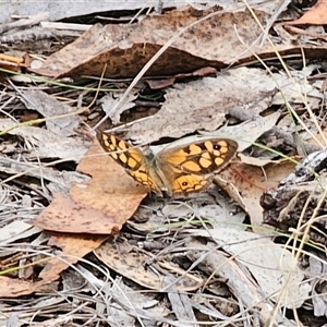 Heteronympha penelope (Shouldered Brown) at Captains Flat, NSW - 8 Mar 2025 by Csteele4