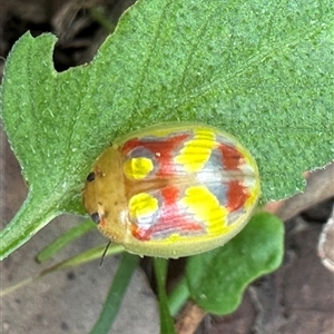 Paropsisterna gloriosa (Glorious eucalyptus leaf beetle) by lbradley