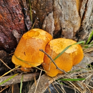 Gymnopilus junonius (Spectacular Rustgill) at Captains Flat, NSW - 8 Mar 2025 by Csteele4