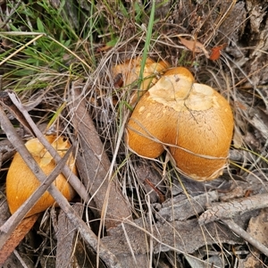 Gymnopilus junonius at Captains Flat, NSW - 8 Mar 2025 01:33 PM