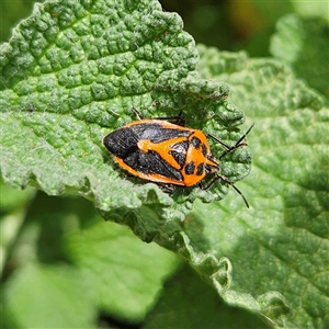 Agonoscelis rutila (Horehound bug) at Braidwood, NSW - 8 Mar 2025 by MatthewFrawley