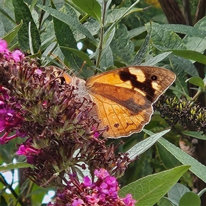 Heteronympha merope (Common Brown Butterfly) at Braidwood, NSW - 8 Mar 2025 by MatthewFrawley