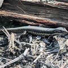 Eulamprus heatwolei at Kiah, NSW - 8 Mar 2025 02:38 PM